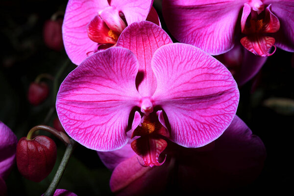 Орхидея цветы закрыть
