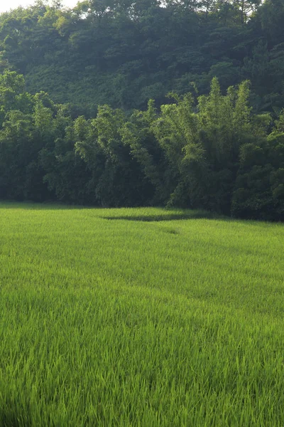 Champ de riz vert — Photo