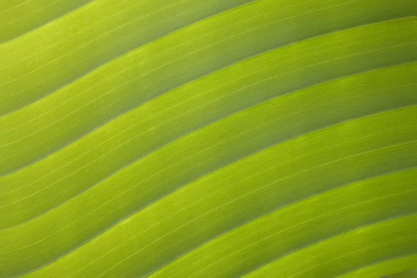 Зеленый лист на фоне вен — стоковое фото