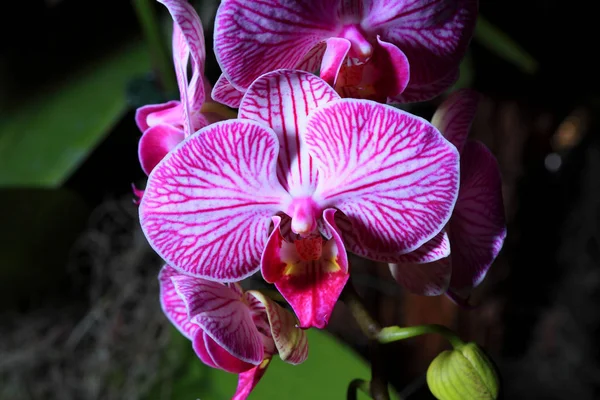 Орхідея квіти крупним планом — стокове фото