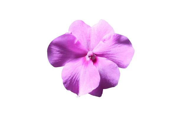 Hermosa flor de verano —  Fotos de Stock