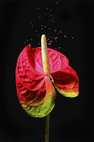美しいアンスリウムの花 — ストック写真