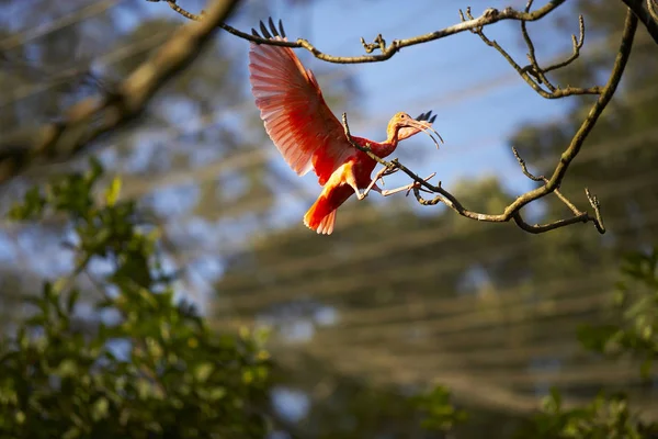 Ağaç üzerinde kırmızı kuş — Stok fotoğraf