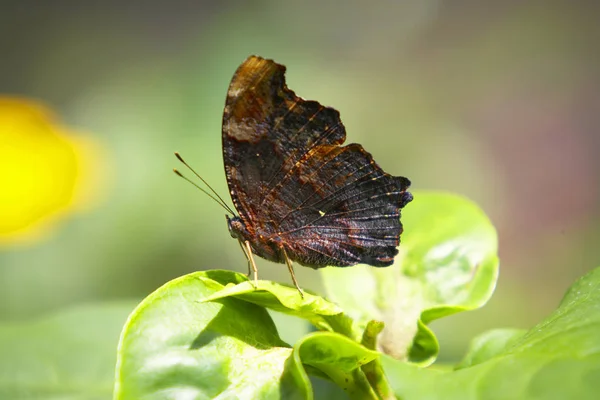 Borboleta colorida empoleirada em uma planta verde — Fotografia de Stock