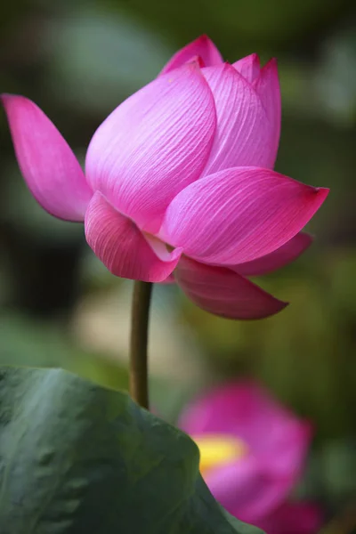 Belle fleur de lotus — Photo