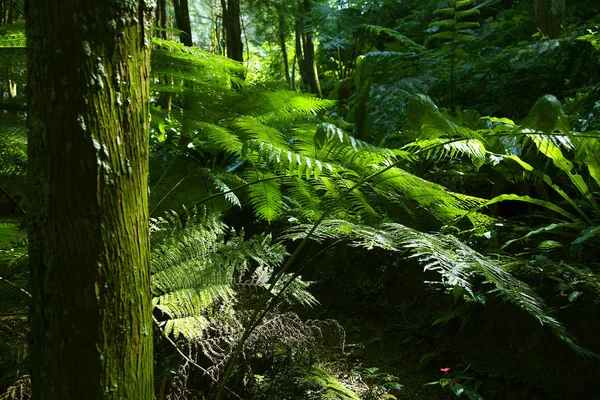 Árboles en un bosque tropical — Foto de Stock