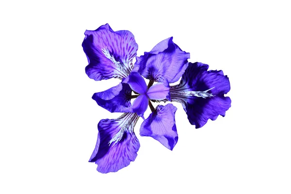 Летний цветок — стоковое фото