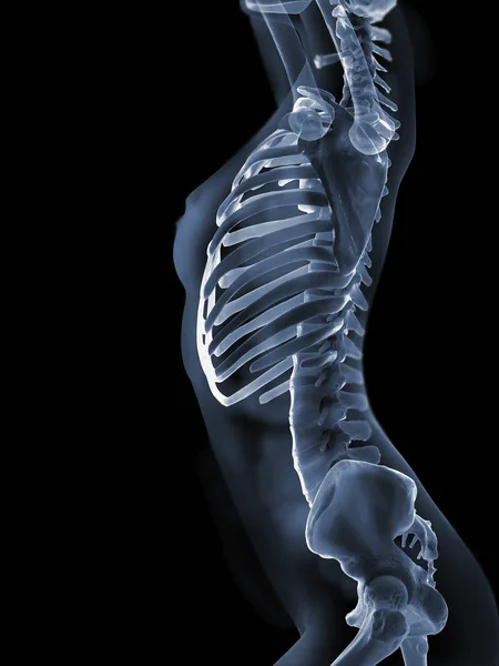 Röntgen-Anatomie-Konzept — Stockfoto