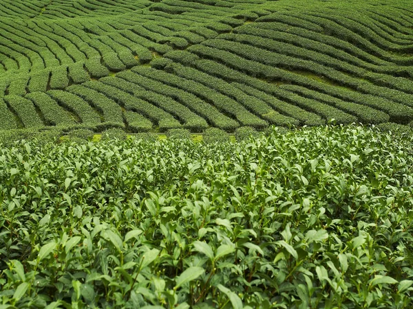 Green tea plantations — Stock Photo, Image