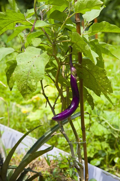 Sebze bahçesinde organik patlıcan — Stok fotoğraf