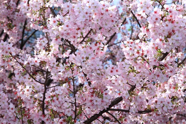 Bela flor de cerejeira — Fotografia de Stock