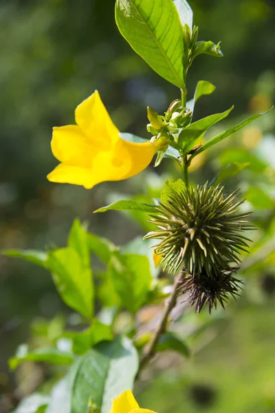 Fiore giallo su ramo verde — Foto Stock