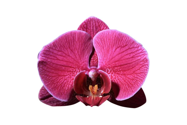 Bela flor de orquídea perto — Fotografia de Stock