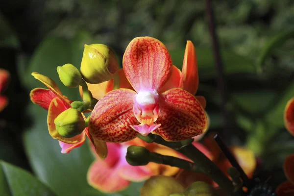 Orchid blommor på nära håll — Stockfoto