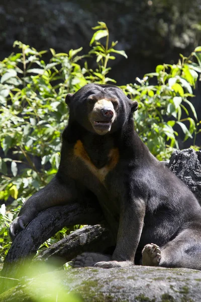 Wilder Schwarzbär in der Natur — Stockfoto