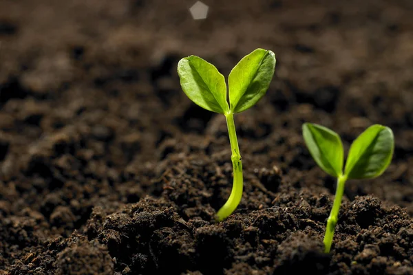 Plante verte poussant dans le sol — Photo