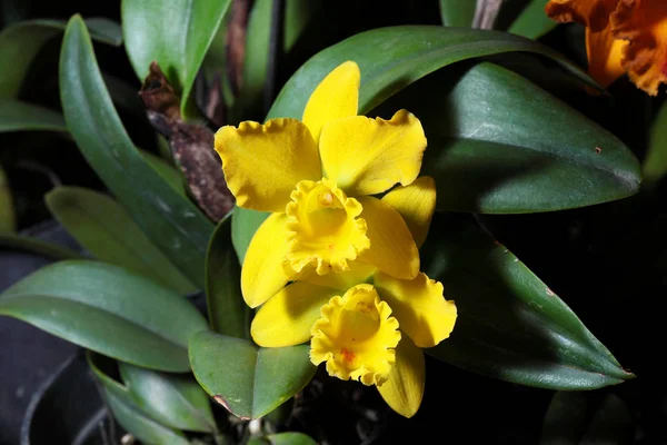 Орхидея цветы закрыть — стоковое фото