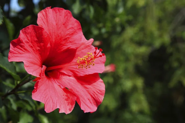 Güzel hibiscus çiçek yakın çekim