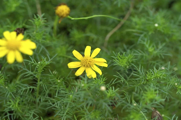 Hermosas flores de margarita — Foto de Stock