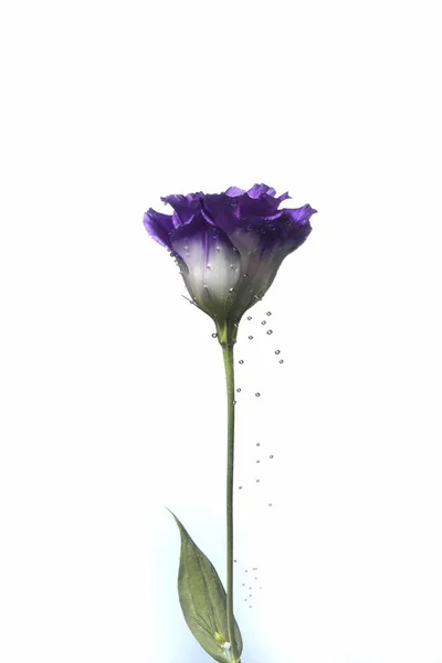 Bela flor perto — Fotografia de Stock