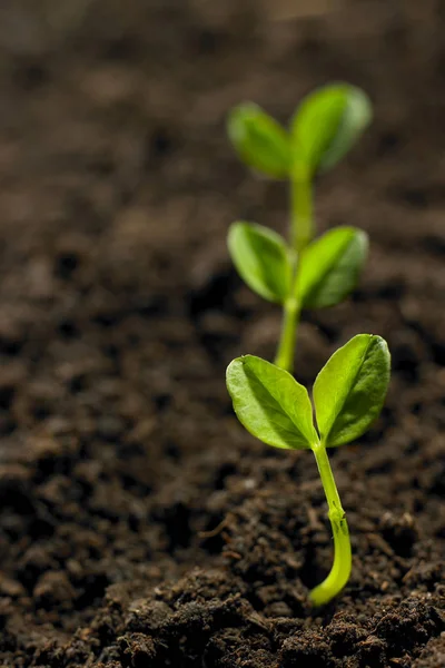 Plante verte poussant dans le sol — Photo