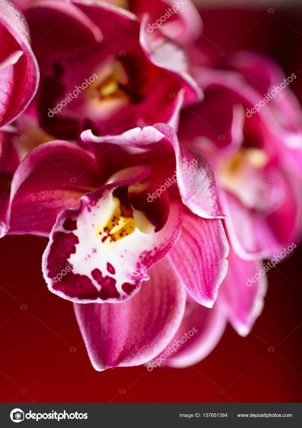 foto di orchidee da scaricare
