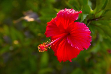 Güzel hibiscus çiçek yakın çekim