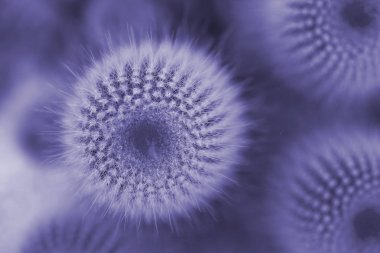 İğne ile kuru kaktüs