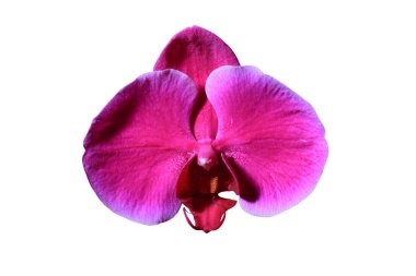 Çok güzel bir orkide çiçeği.