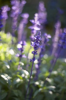 çiçek dalları üzerinde grup