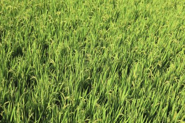 Güzel buğday tarlası