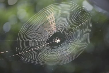 örümcek ağı ormanı içinde