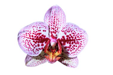 Çok güzel bir orkide çiçeği.