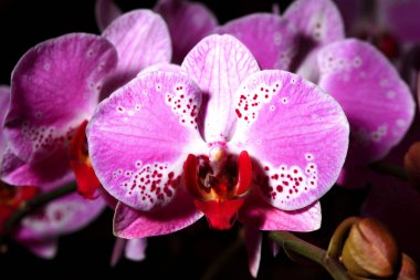 orkide çiçekleri yakın çekim