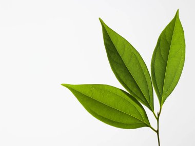 beyaz arkaplanda yeşil yapraklar