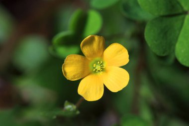Güzel çiçek. Yaklaş.