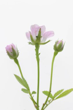 Güzel gül çiçekleri