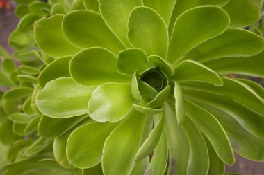 Doğada güzel tropikal bitki 