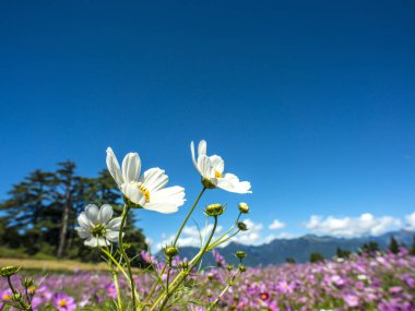Cosmos çiçek alanı