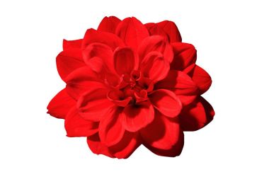 Güzel çiçek. Yaklaş.