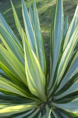 Doğada güzel tropikal bitki 