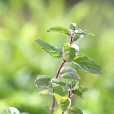 Yeşil nane yaprakları 