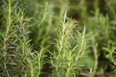 Yeşil biberiye hearbs 