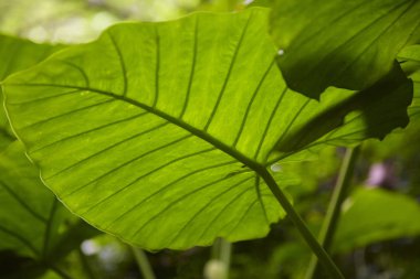 yeşil bitki yaprakları 