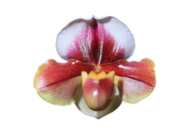 Çok güzel bir orkide çiçeği.