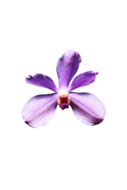 Çok güzel bir orkide çiçeği.