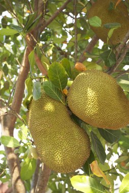 Tropikal nefesi ağaç