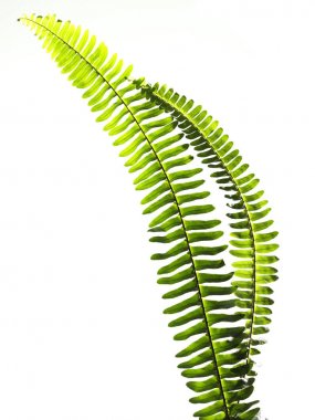 beyaz arkaplanda yeşil yapraklar