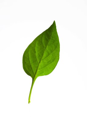 doğal yeşil yaprak 