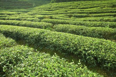 yeşil çay tarlaları